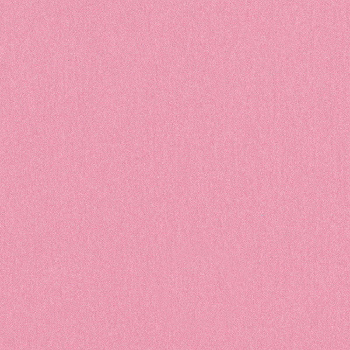 Carnation