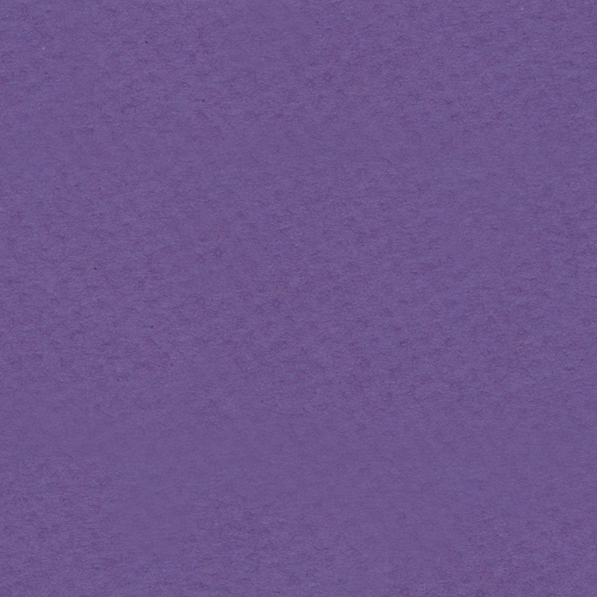 Purple Iris