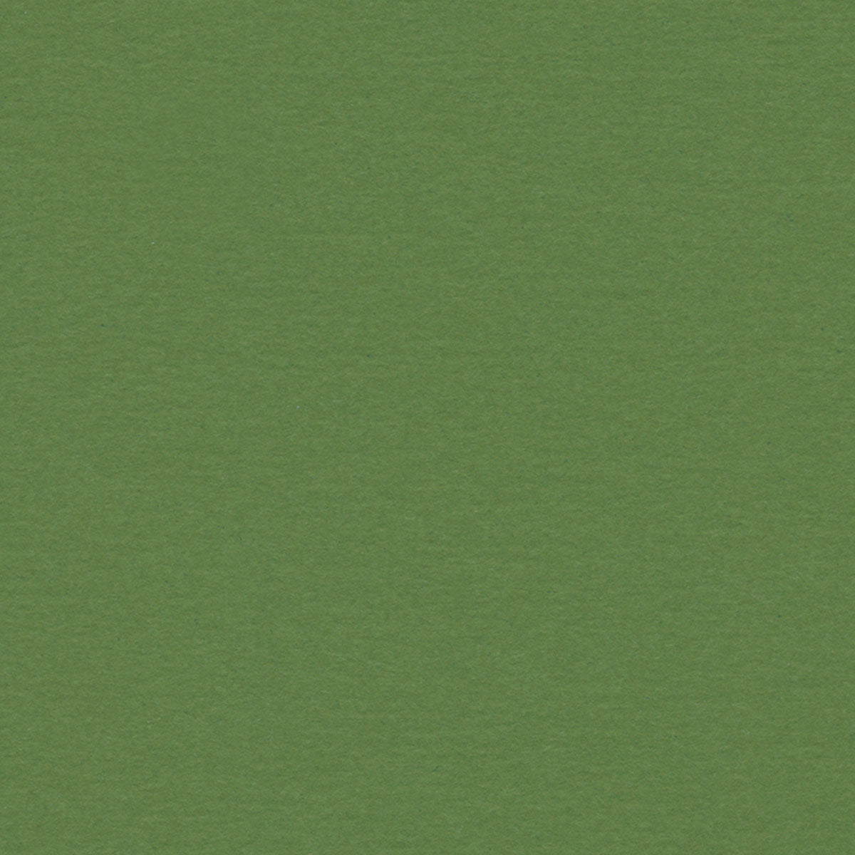 Fern