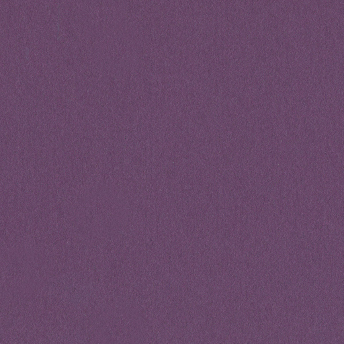 Purple Wildflower
