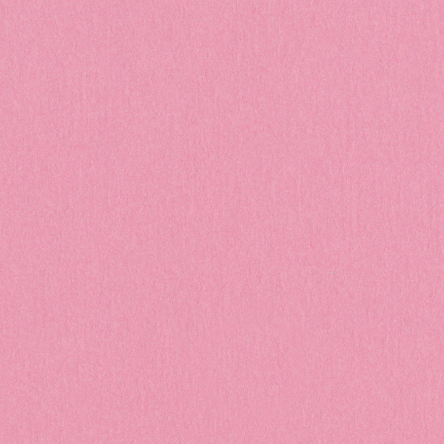Carnation