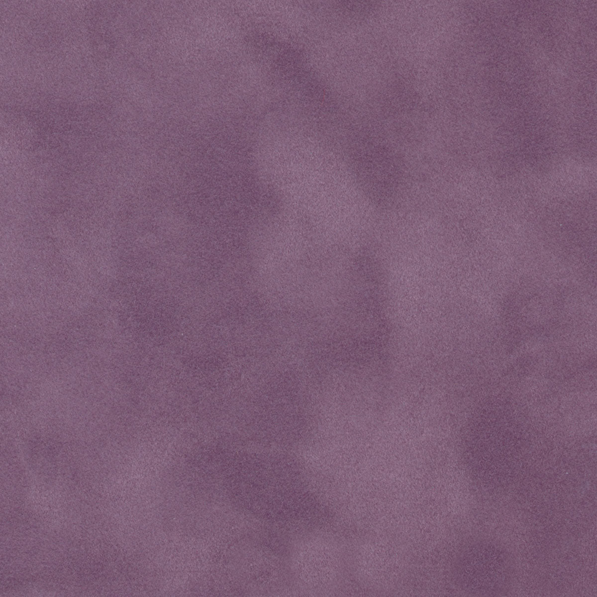 French Lavender