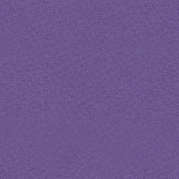 Purple Iris